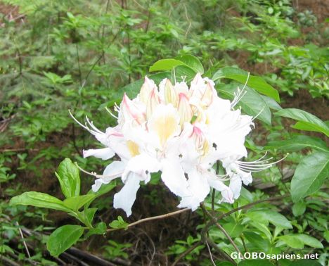 Postcard Wild Rhododendron alongsode the trail