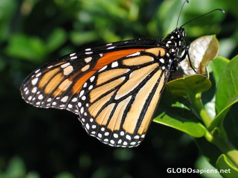 Monarch Butterfly