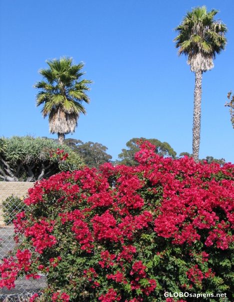Postcard Bougainvillea