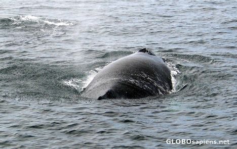 Postcard Humpback Whale - Santa Barbara Channel