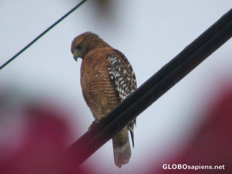 Postcard The hawk in my garden