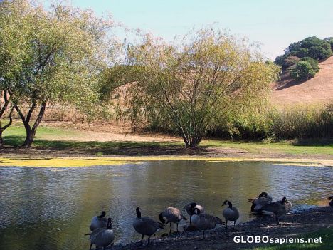 Postcard Pond at chees factory