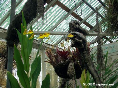 Postcard Shelldance Exotic Plant Nursery