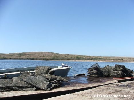 Postcard Tamales Bay