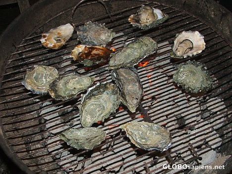 Postcard oysters on the grill