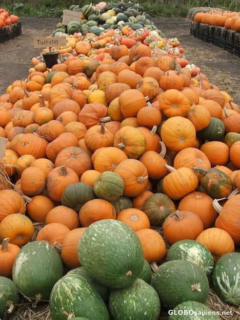 Postcard Pumpkins