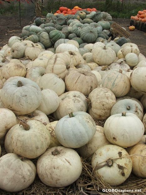 Postcard Pumpkins