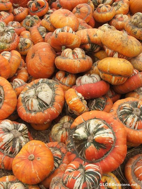 Postcard Pumpkins