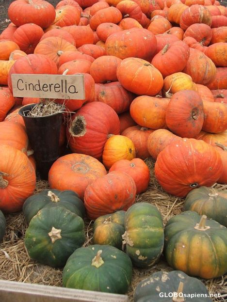Postcard Pumpkins