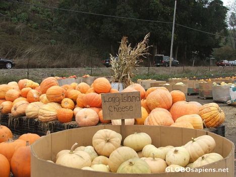 Postcard Pumpkins