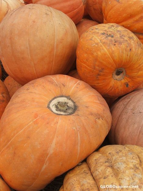 Postcard Pumpkins