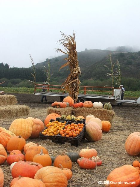 Postcard Pumpkins