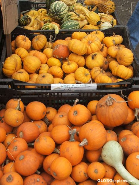 Postcard Pumpkins