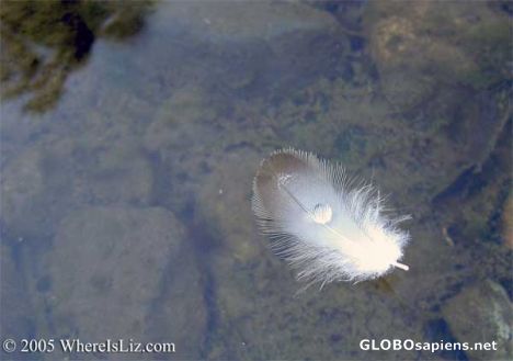 Postcard Duck feather, Lake Tahoe