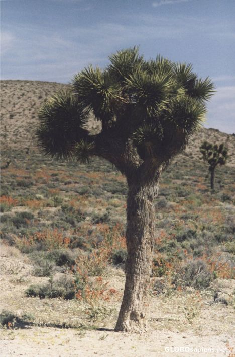 Postcard Joshua Tree