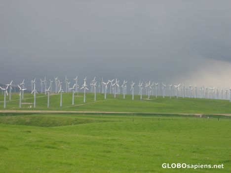 Postcard Windmill Farm Shares Cow Pasture