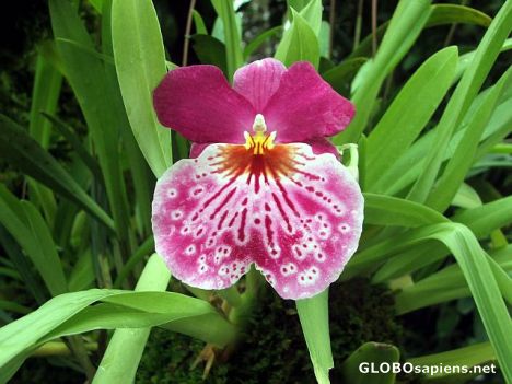 Postcard Colorful orchid