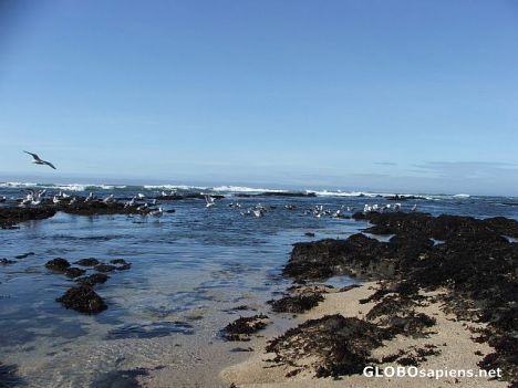 Postcard The marine life