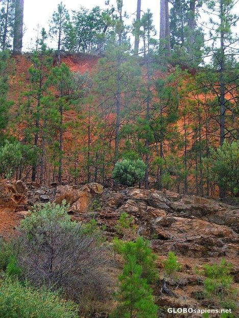 Postcard Red rock and pines