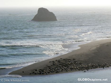 Postcard Sea Lion Rookery at Sunset