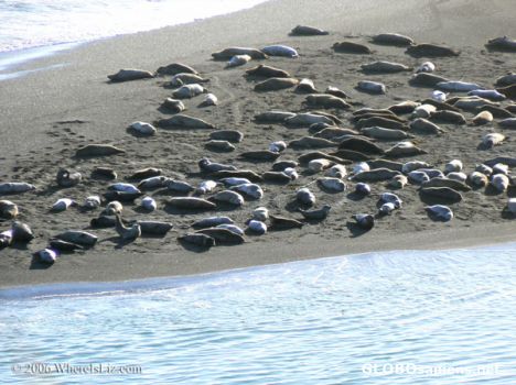 Postcard Sea Lions and Cubs