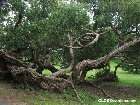 Postcard Twisted roots