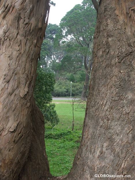 Postcard Window to the nature