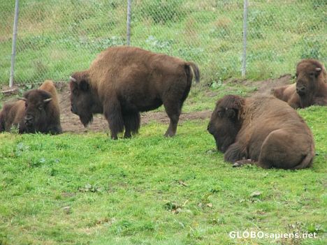 Postcard And even alive buffalos!