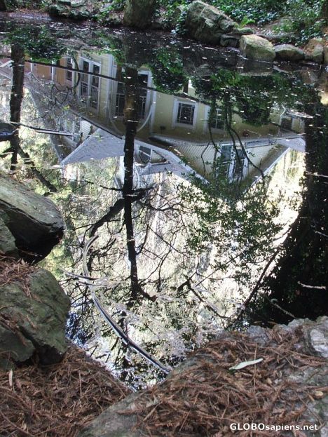 Postcard Pond at Stern Grove.
