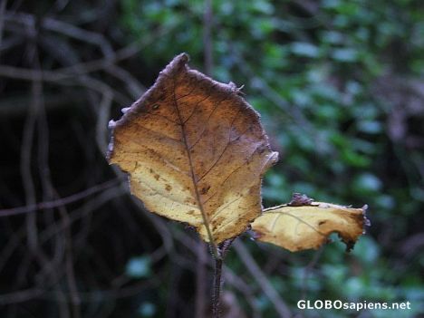 Postcard Leaves