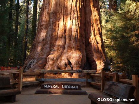 Postcard General Sherman