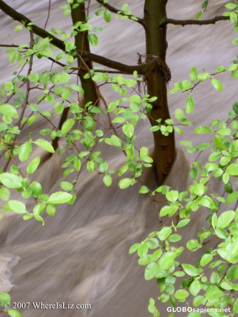 Postcard Standing firm in the floodwaters