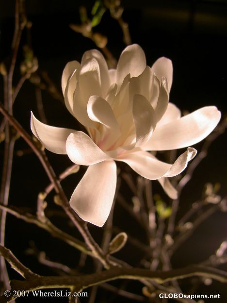 Postcard Winter Flower