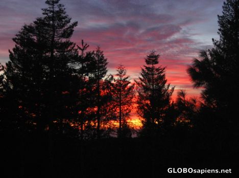Postcard Last Glimpse of Sunset through Trees