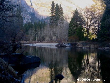 Postcard Stand of Birches reflected in Merced River