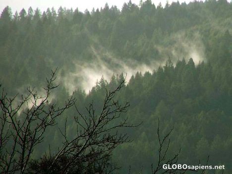 Postcard Morning fog
