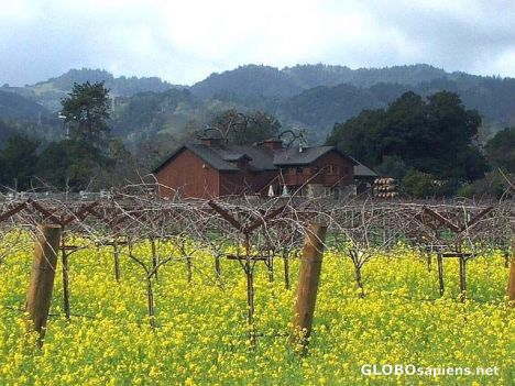 Postcard Vineyard.