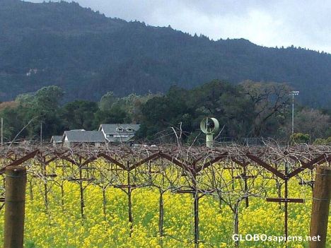 Postcard Small vineyard in Oakville.