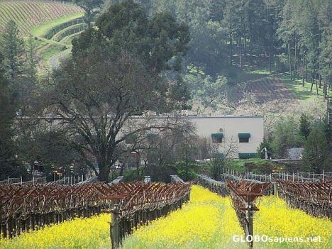 Postcard Vineyards in beutiful Oakville