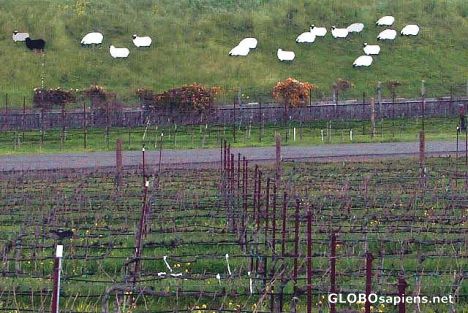 Postcard Grazing fields