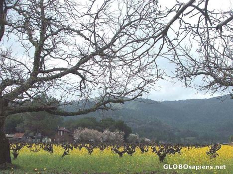 Postcard Vineyards in St.Helena