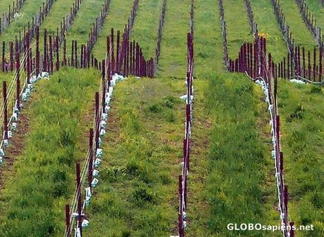 Postcard Vine fields