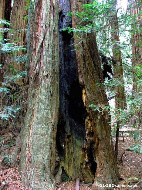 Postcard Muir Woods