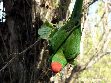 Postcard San Franciscan parrots