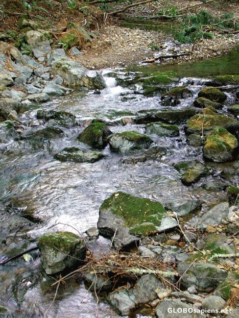 Postcard Muir Wood's brook