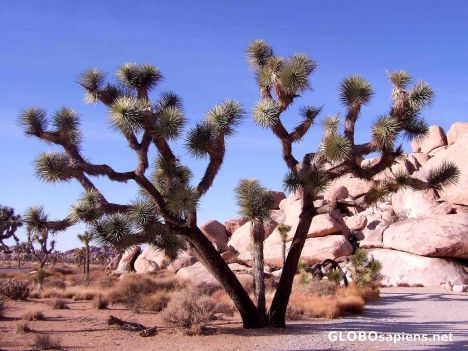 Postcard Joshua Tree NP 1