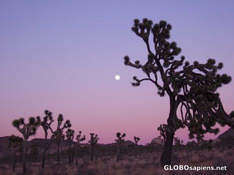 Postcard Full moon and Joshua trees