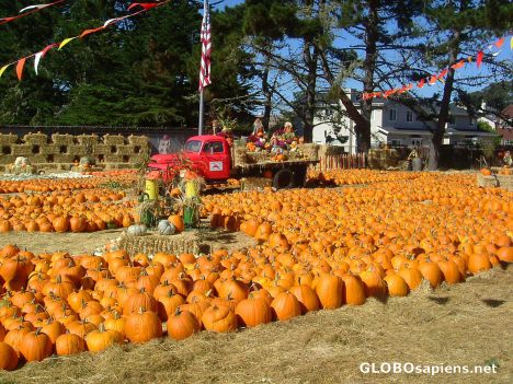 Postcard Pumpkin Patch 1