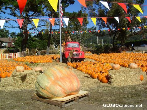 Postcard Pumpkin Patch 2