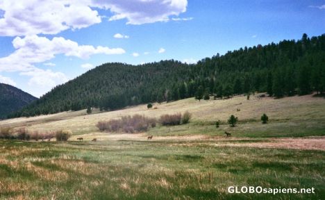 Postcard Estes Park